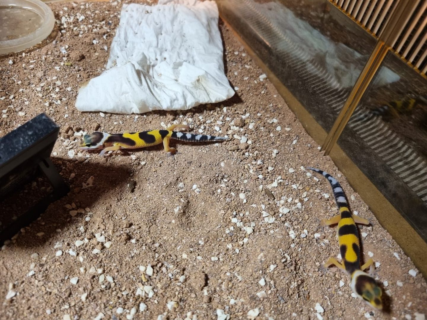 Leopardgeckos