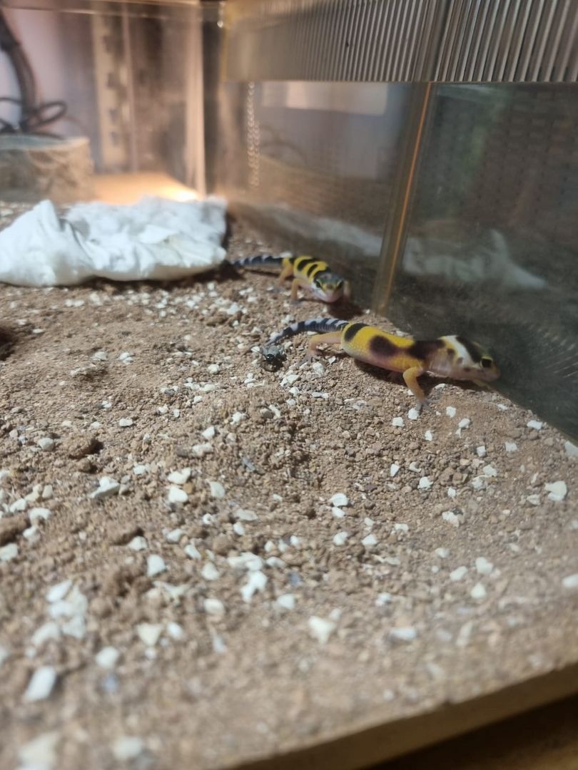 Leopardgeckos