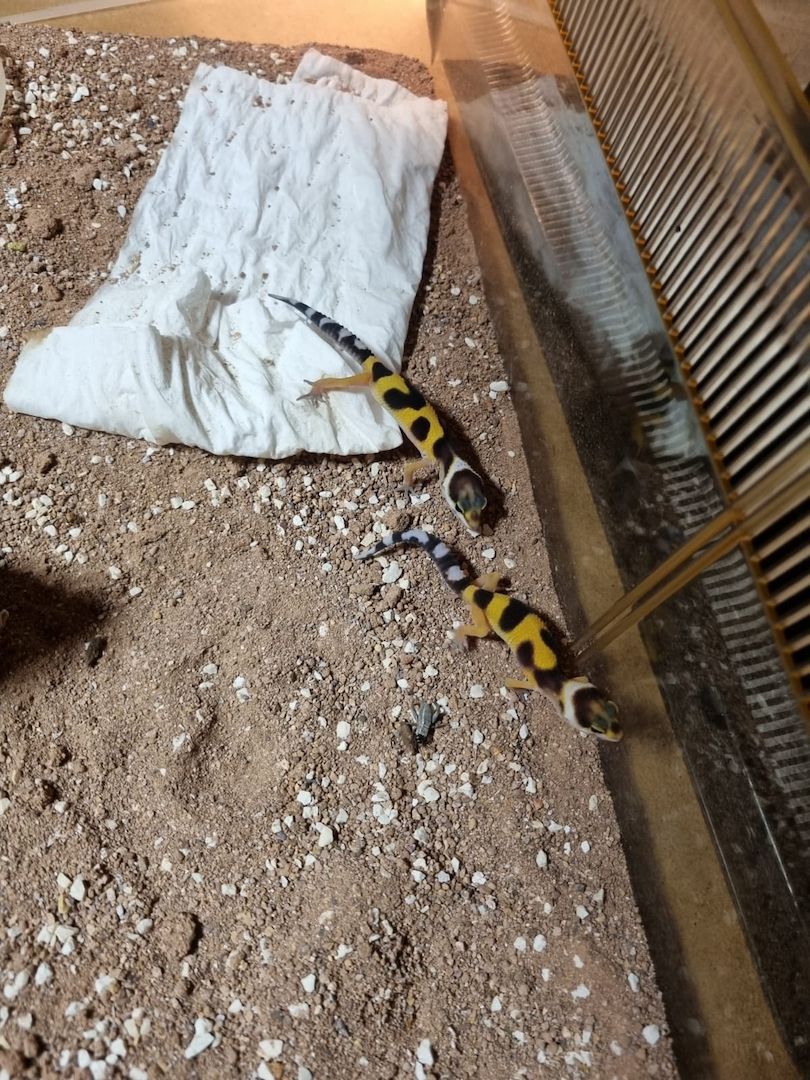 Leopardgeckos