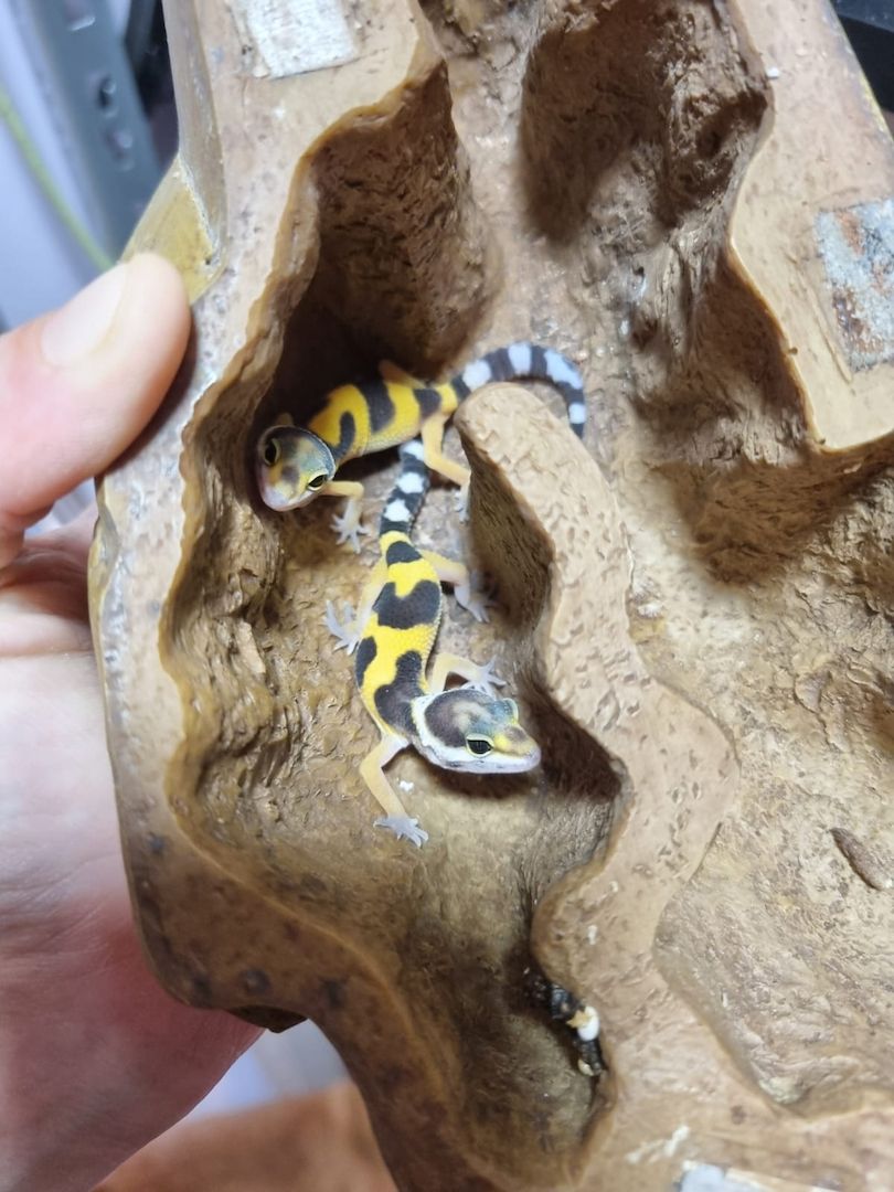 Leopardgeckos