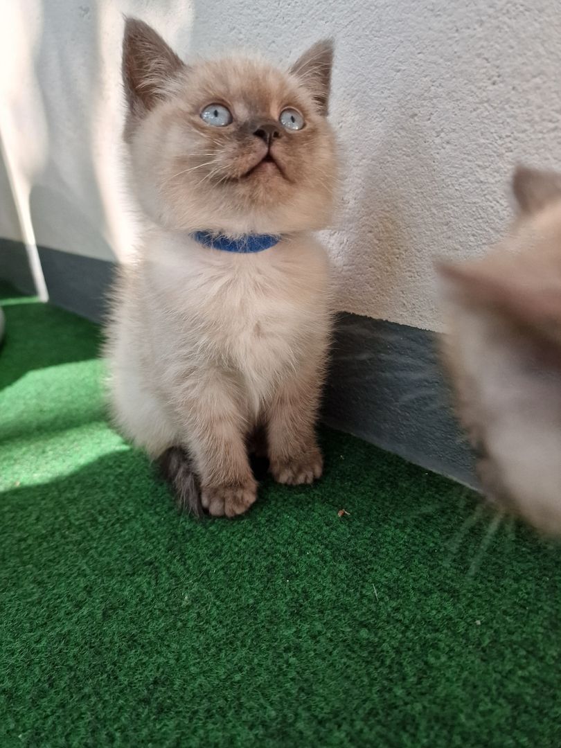 Wunderschöne Birka und BK mischlingskitten abzugeben