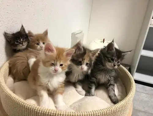 ErhältlichMaine Coon Babys Kitten mit Papieren zu verkaufen whatsapp Nummer (+37069673271)