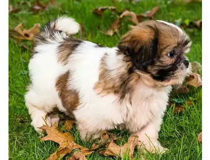 ErhältlichShih Tzu Welpen mit Papieren whatsapp Nummer (+37069673271)