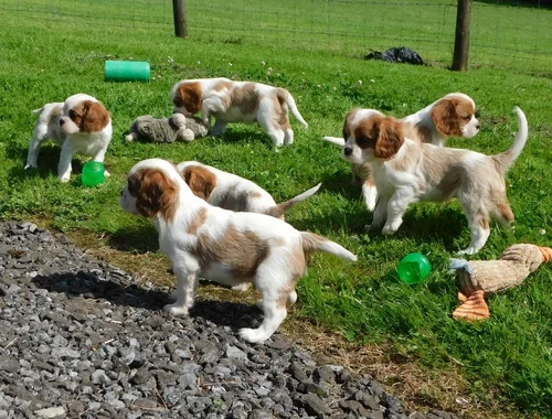 ErhältlichCavalier-King-Charles Spaniel mit Papieren whatsapp Nummer (+37069673271)