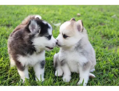 ErhältlichPomsky Welpen mit Papieren whatsapp Nummer (+37069673271)