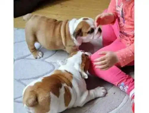 ErhältlichEnglische Bulldogge Welpen mit papieren whatsapp Nummer (+37069673271)