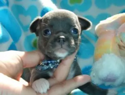 ErhältlichMini Chihuahua Babys  mit papieren whatsapp Nummer (+37069673271)