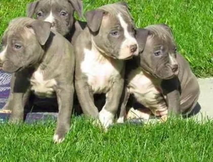 ErhältlichAmerican Pitbull Terrier blueline whatsapp Nummer (+37069673271)