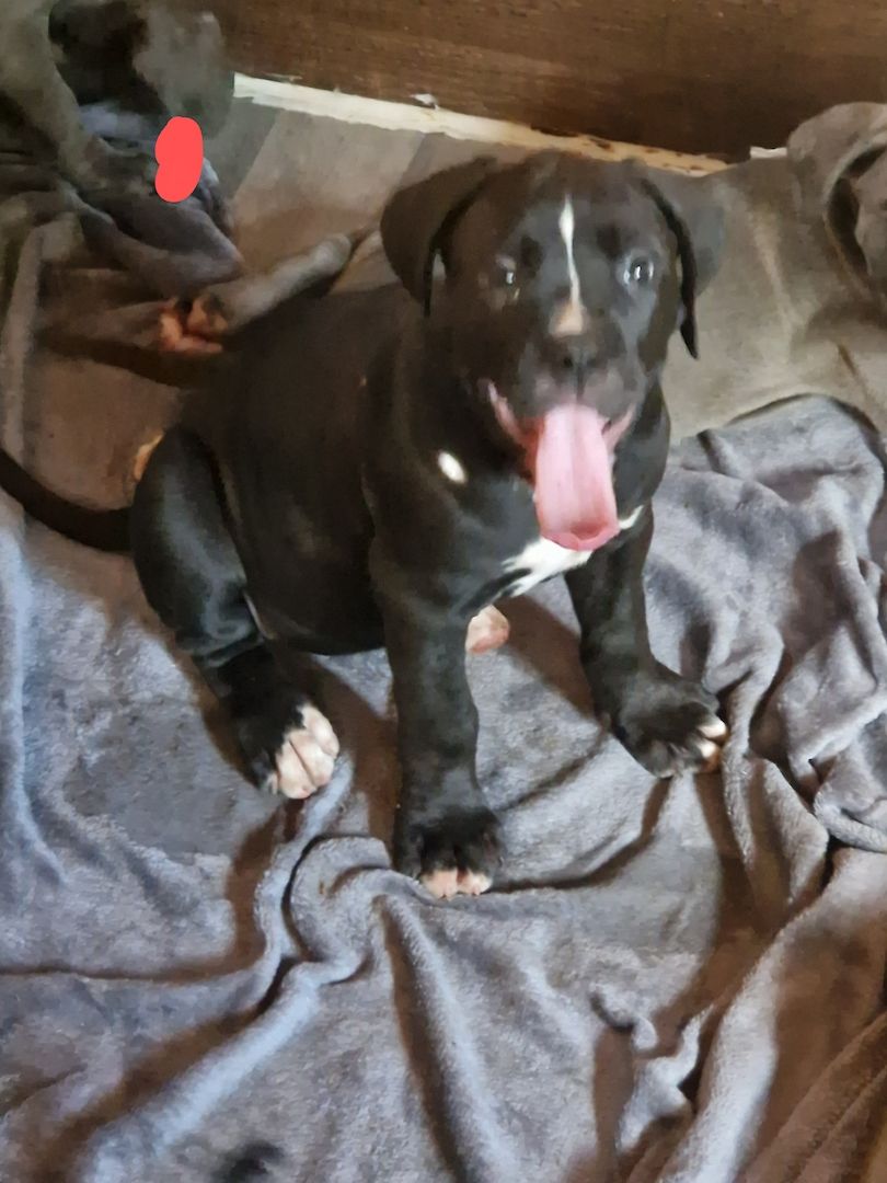 Cane corso xl bully mix