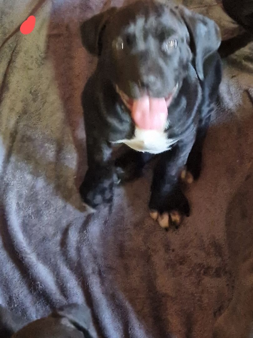 Cane corso xl bully mix