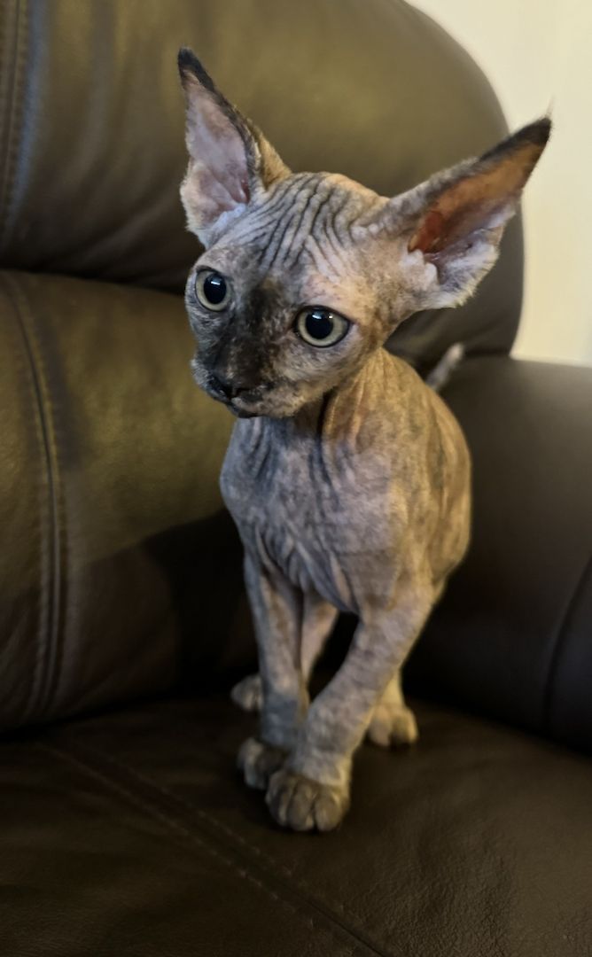 Reinrassige Don Sphinx Kitten Reinrassige Don Sphinx Kitten