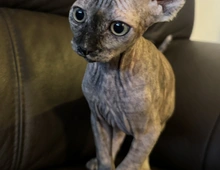 Reinrassige Don Sphinx Kitten