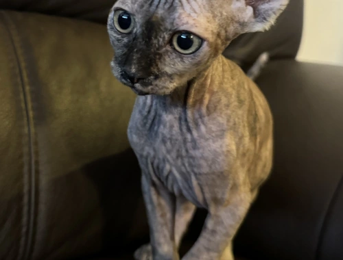 Reinrassige Don Sphinx Kitten