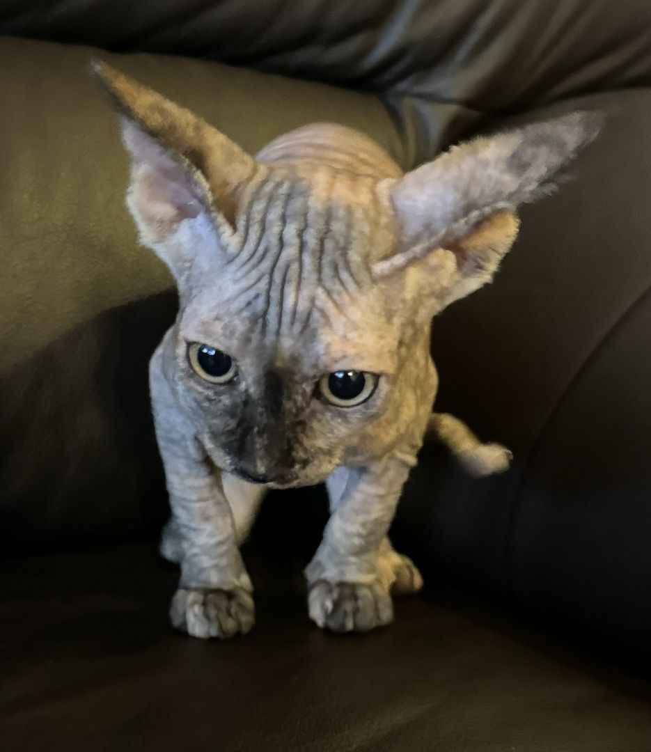 Reinrassige Don Sphinx Kitten Reinrassige Don Sphinx Kitten