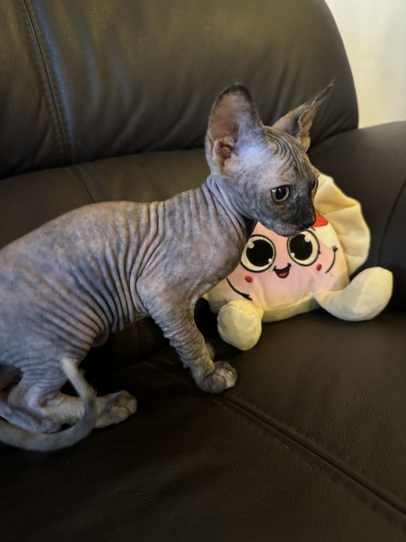 Reinrassige Don Sphinx Kitten Reinrassige Don Sphinx Kitten