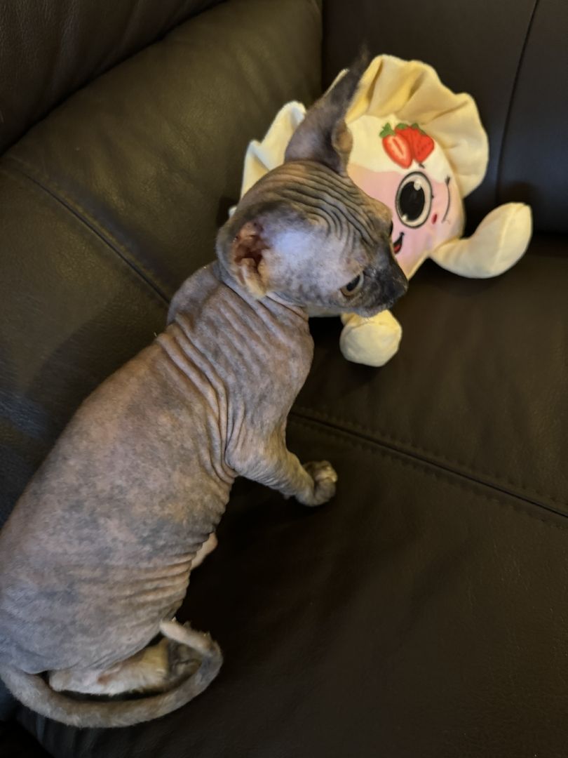 Reinrassige Don Sphinx Kitten Reinrassige Don Sphinx Kitten