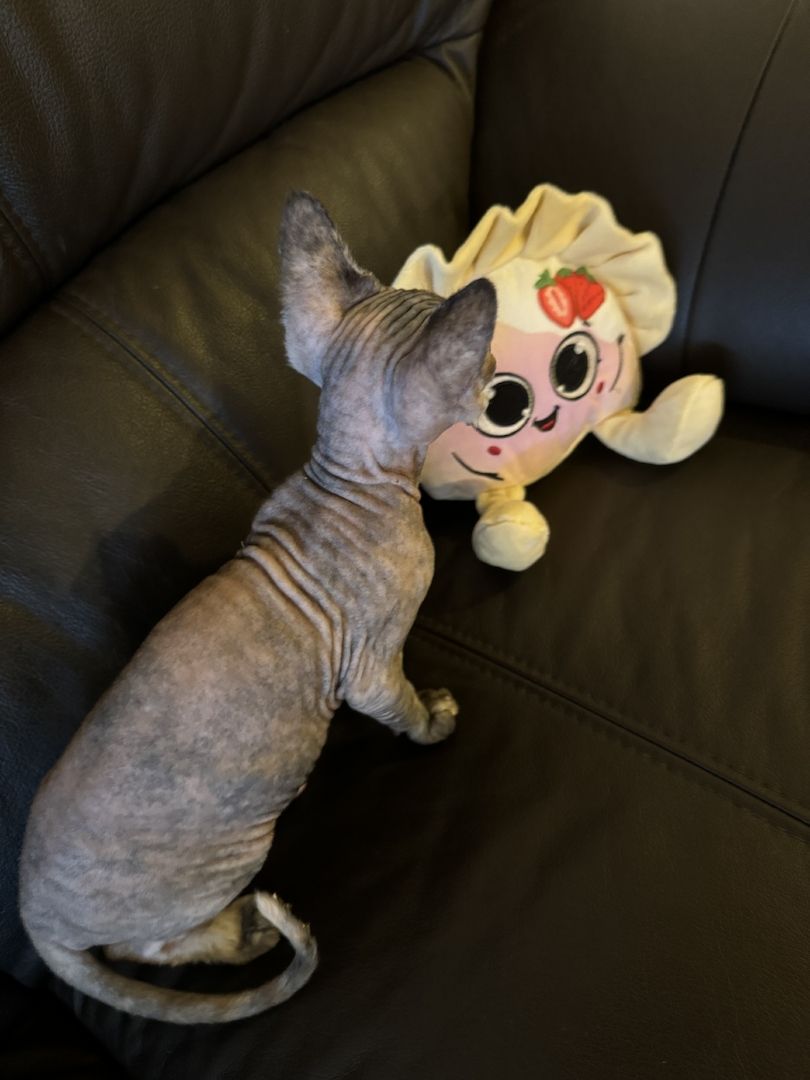 Reinrassige Don Sphinx Kitten Reinrassige Don Sphinx Kitten