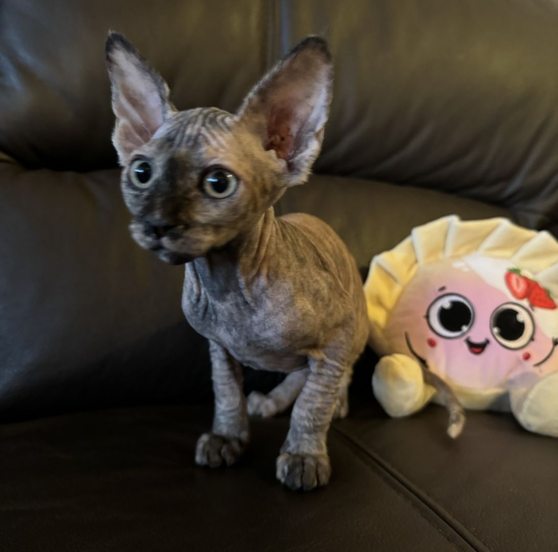 Reinrassige Don Sphinx Kitten Reinrassige Don Sphinx Kitten