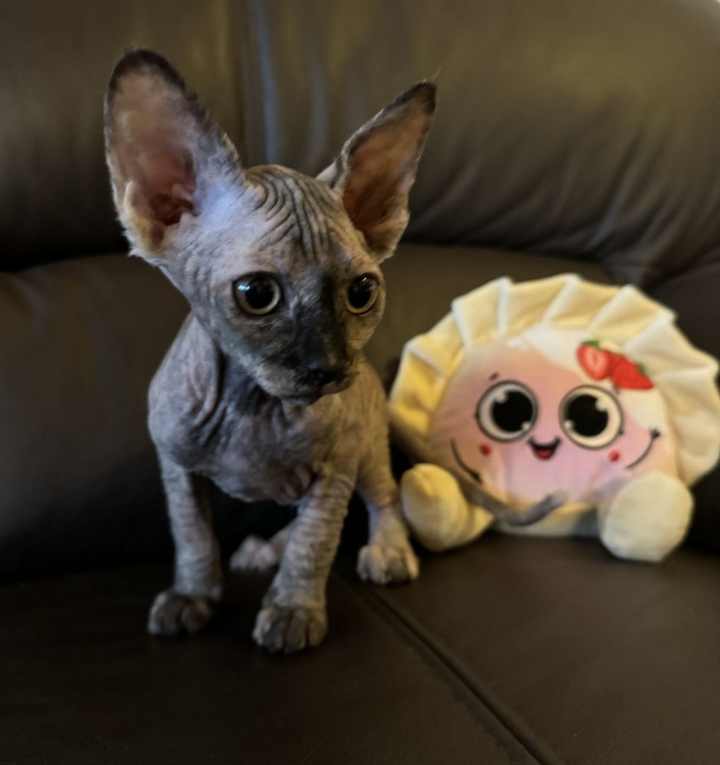 Reinrassige Don Sphinx Kitten Reinrassige Don Sphinx Kitten