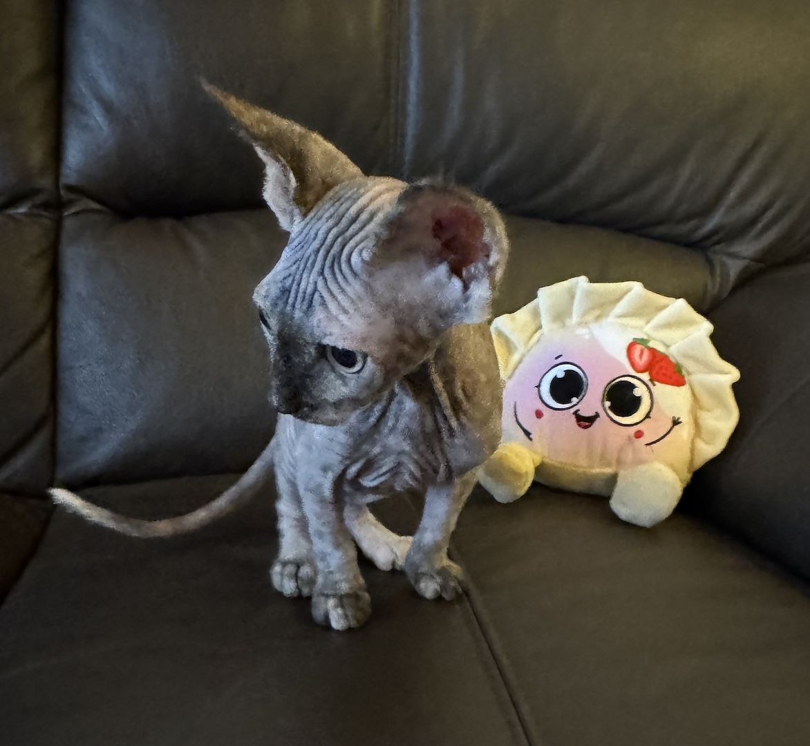 Reinrassige Don Sphinx Kitten Reinrassige Don Sphinx Kitten