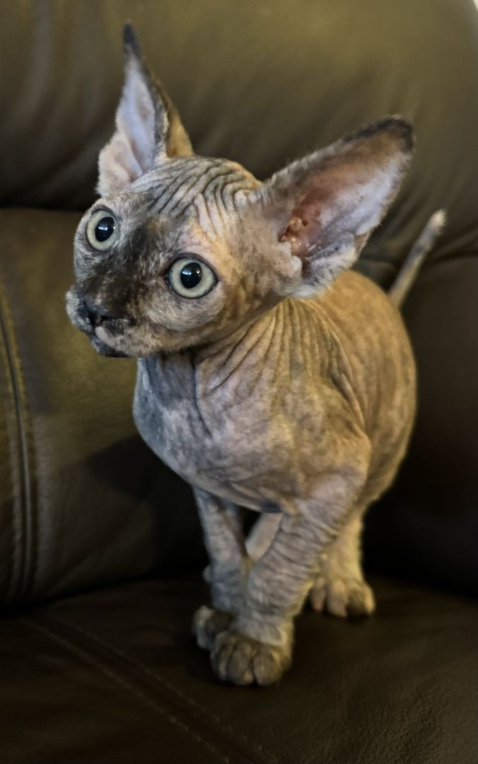 Reinrassige Don Sphinx Kitten Reinrassige Don Sphinx Kitten