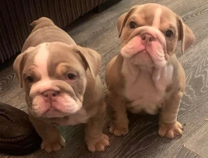 englische Bulldoggenwelpen