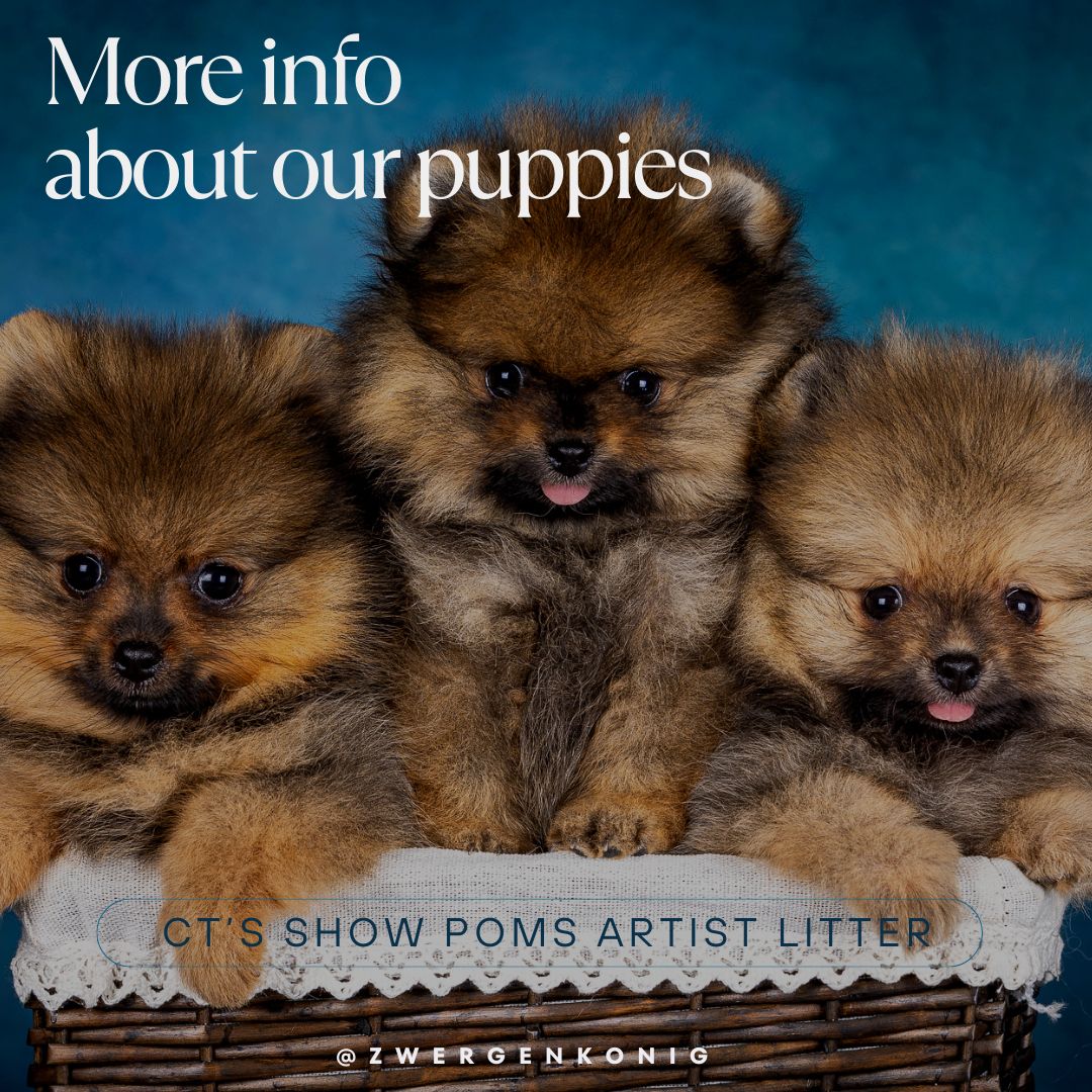 Echte Zwergspitzwelpen suchen Ihre Traumhause!