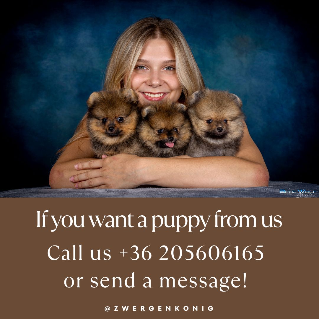 Echte Zwergspitzwelpen suchen Ihre Traumhause!
