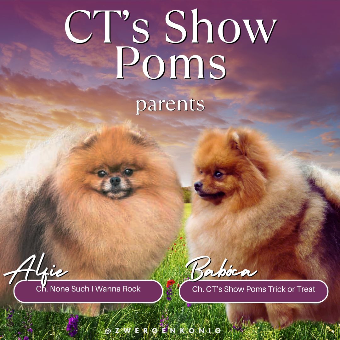 Echte Zwergspitzwelpen suchen Ihre Traumhause!