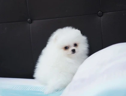 Pomeranian-Welpen