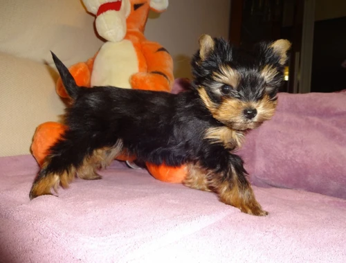 Yorkshire Terrier Welpen