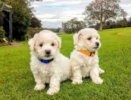 Bichon Frisé-Welpen