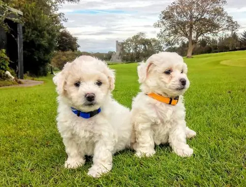 Bichon Frisé-Welpen