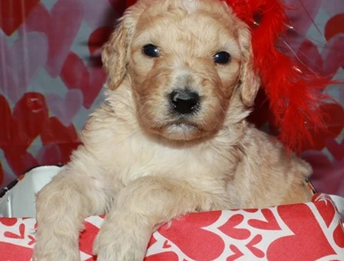 Goldendoodle-Welpen