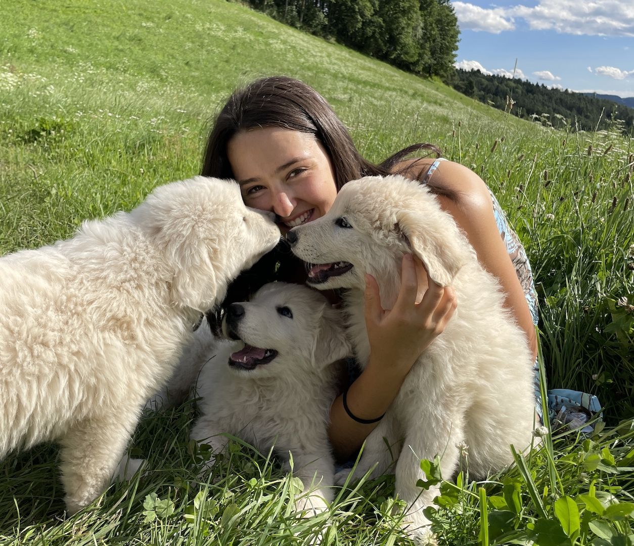 Hunde und Welpen Maremmano Abruzzese