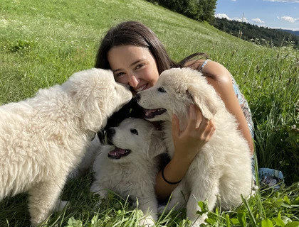 Hunde und Welpen Maremmano Abruzzese