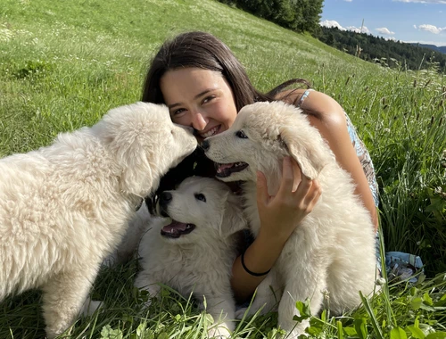 Hunde und Welpen Maremmano Abruzzese