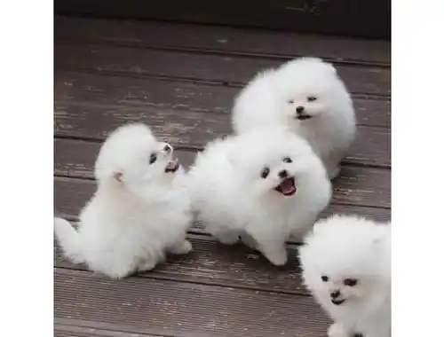 Erhältlich Mini Zwergspitz Pomeranian BOO welpen mit Papieren whatsapp Nummer (+37069673271)