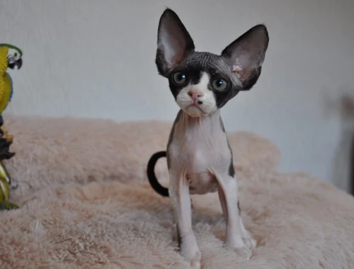 Devon Rex Kätzchen