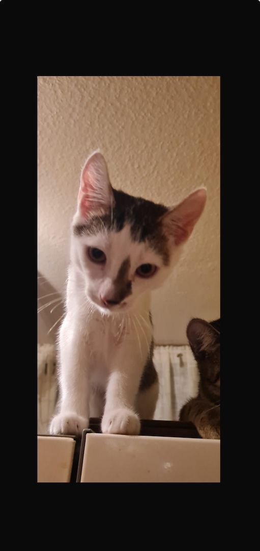 verspielte Fluffies suchen ihr neues Zuhause verspielte Fluffies suchen ihr neues Zuhause