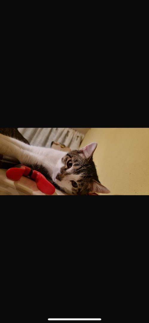 verspielte Fluffies suchen ihr neues Zuhause verspielte Fluffies suchen ihr neues Zuhause