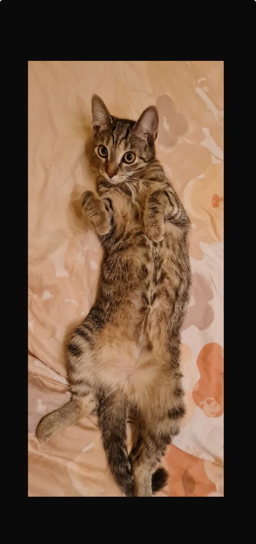 verspielte Fluffies suchen ihr neues Zuhause verspielte Fluffies suchen ihr neues Zuhause