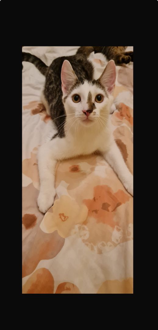 verspielte Fluffies suchen ihr neues Zuhause verspielte Fluffies suchen ihr neues Zuhause