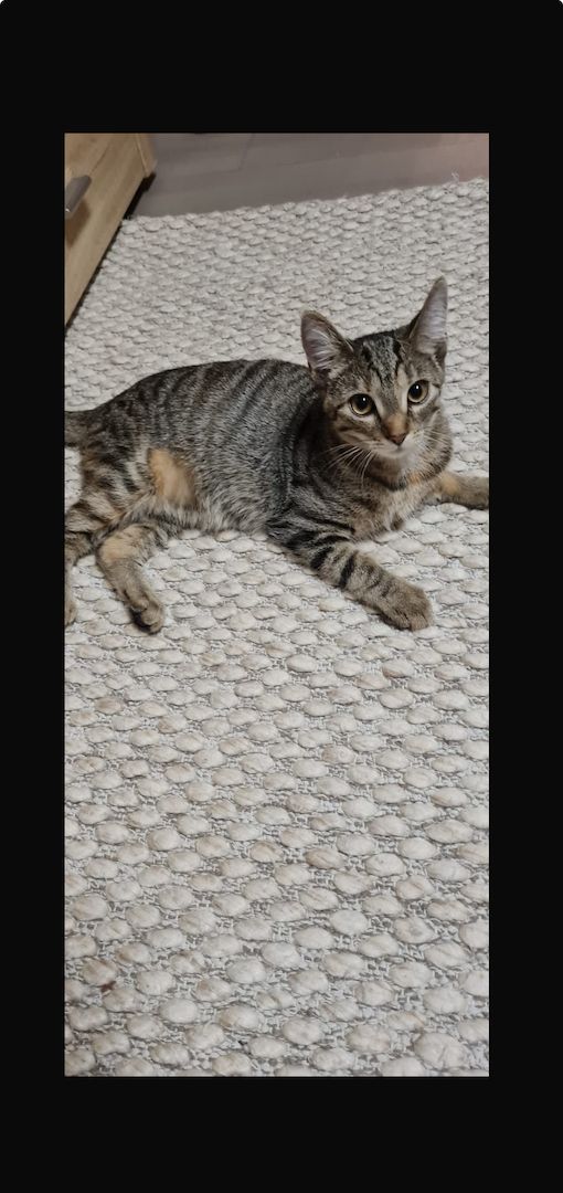 verspielte Fluffies suchen ihr neues Zuhause verspielte Fluffies suchen ihr neues Zuhause