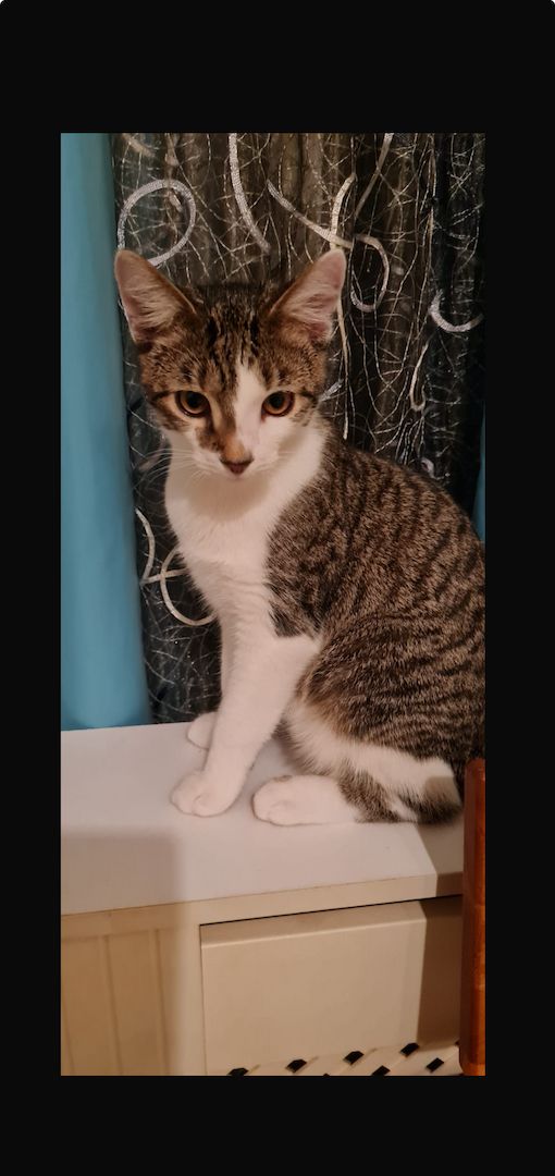 verspielte Fluffies suchen ihr neues Zuhause verspielte Fluffies suchen ihr neues Zuhause