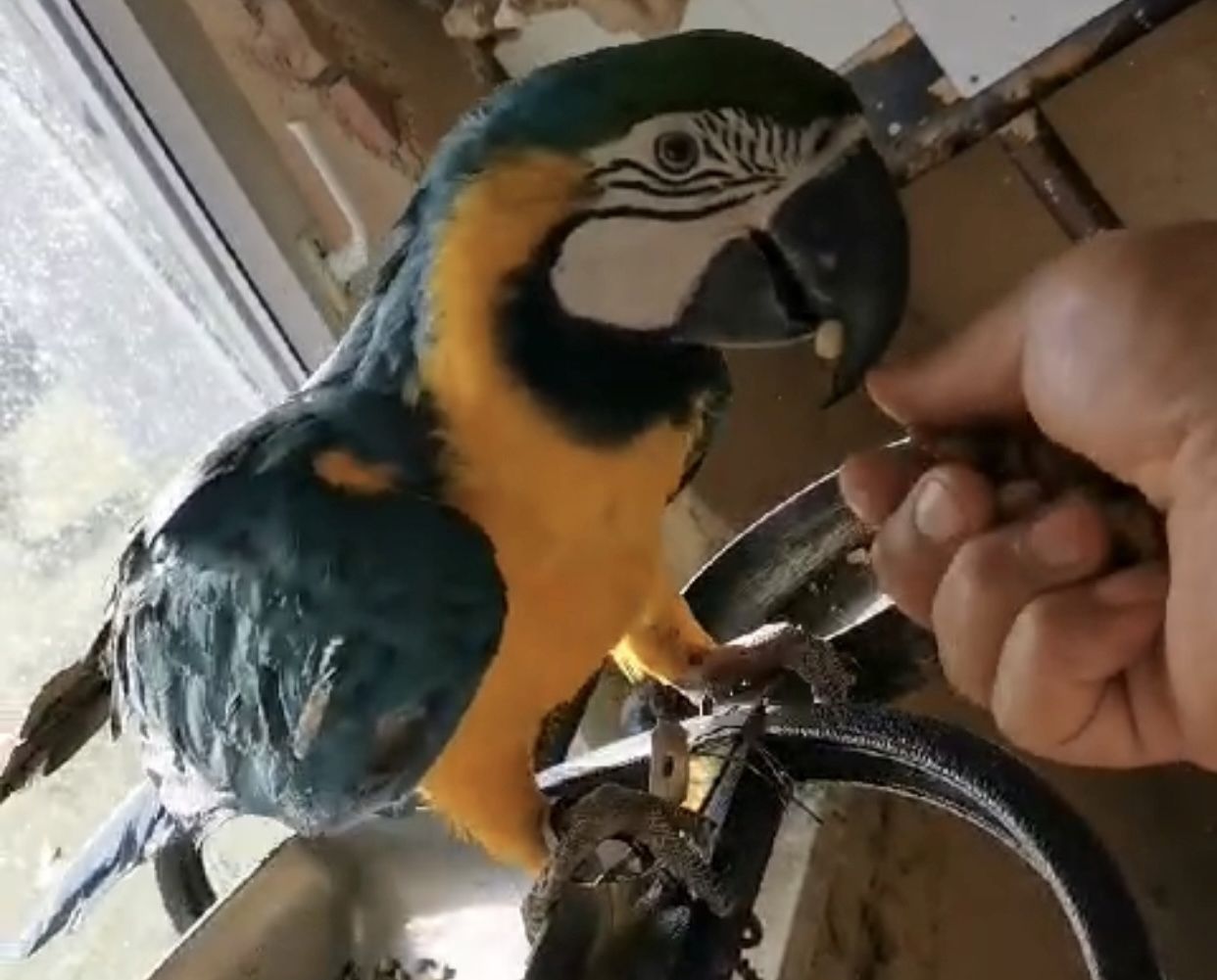 Gelbbrustara Papagei 2 Jahre alt männlich mit Papiere Gelbbrustara Papagei 2 Jahre alt männlich mit Papiere