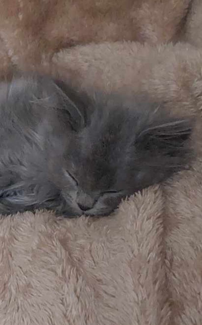 Britisch Langhaar mix Kitten