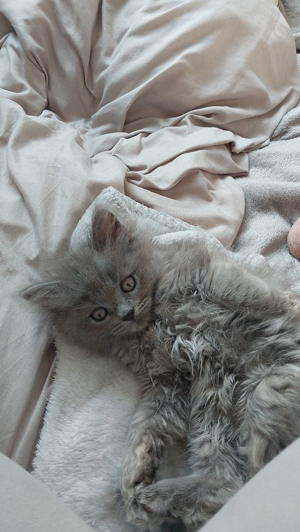 Britisch Langhaar mix Kitten