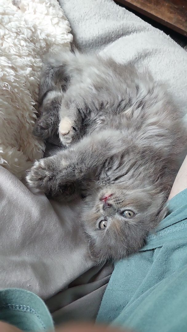 Britisch Langhaar mix Kitten