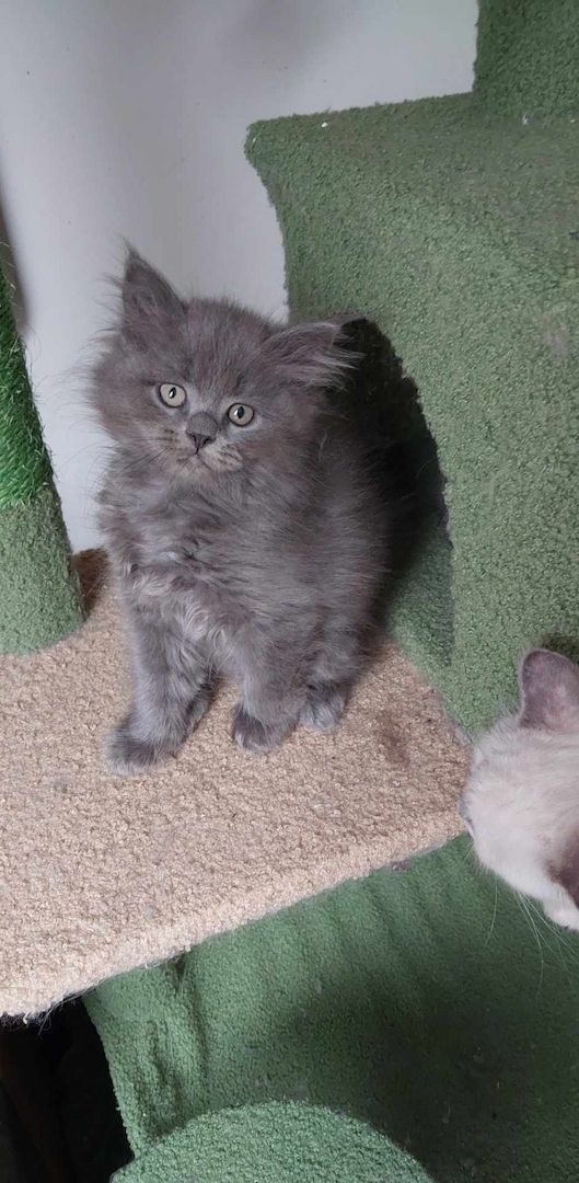 Britisch Langhaar mix Kitten